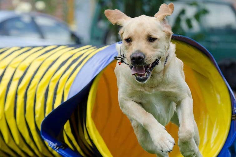 agility-abc-hundeausbildung-silvia-büeler-3-2